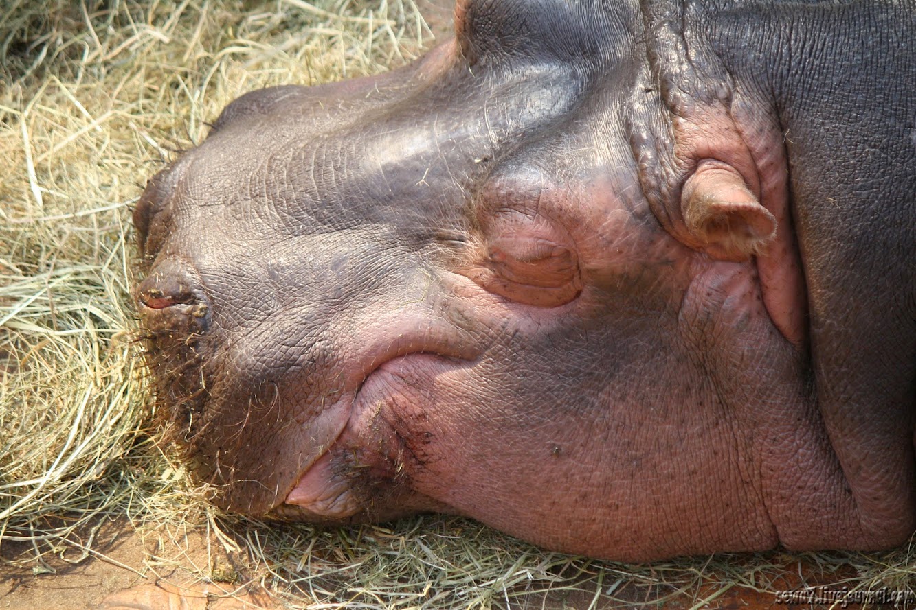 Африкариум