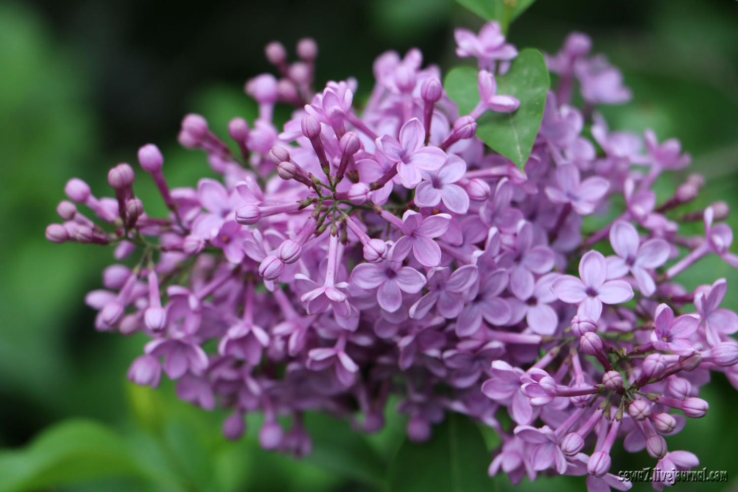 Сирень в Иерусалиме