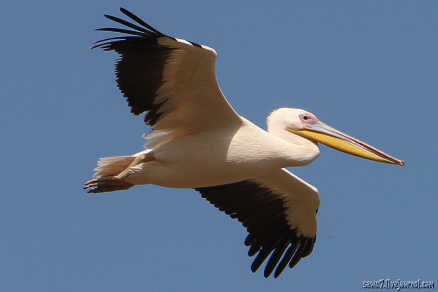 Пеликан