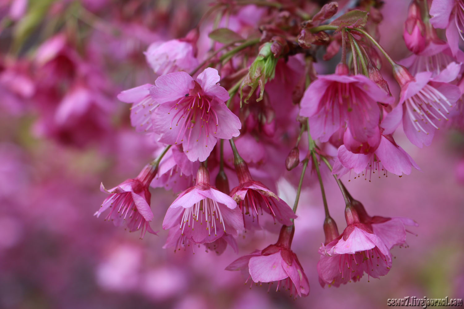 ботанический сад